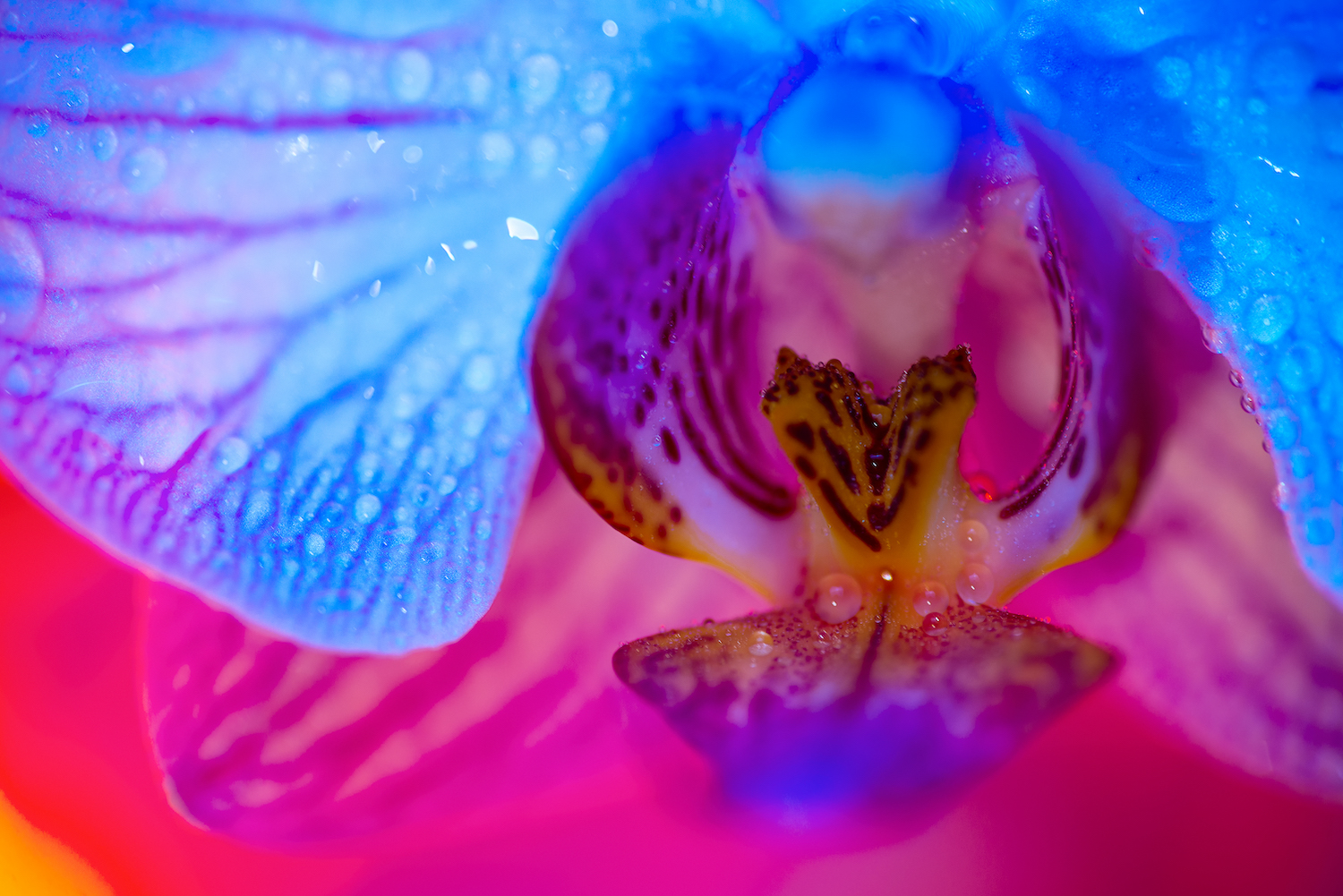 Illustration historique du clitoris dans les textes m&eacute;dicaux anciens