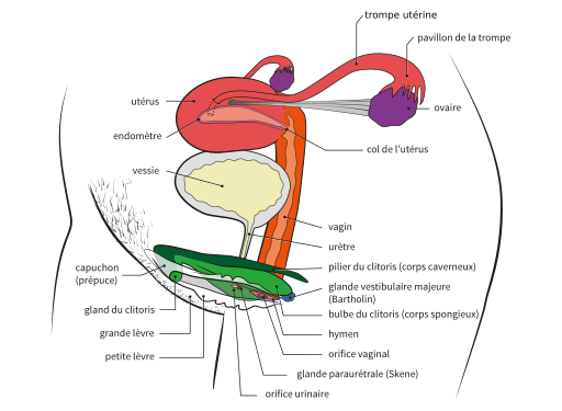 Anatomie complète du clitoris et des organes génitaux féminins - schéma éducatif détaillé